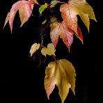 Herbstlich 
