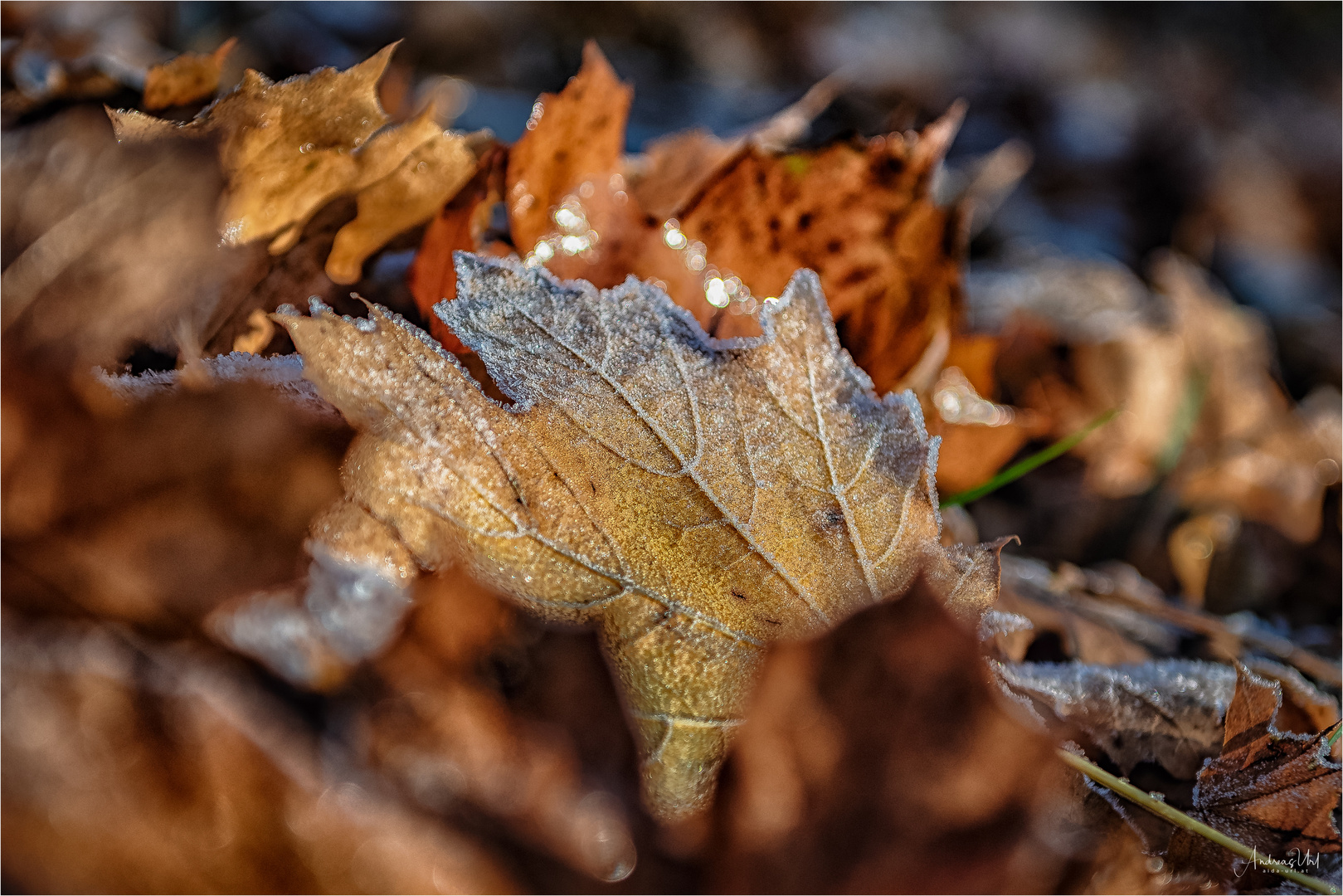 Herbstlich