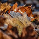 Herbstlich