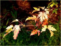 Herbstlich