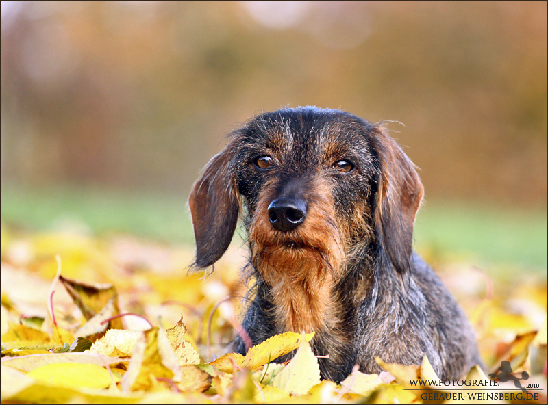 Herbstlich