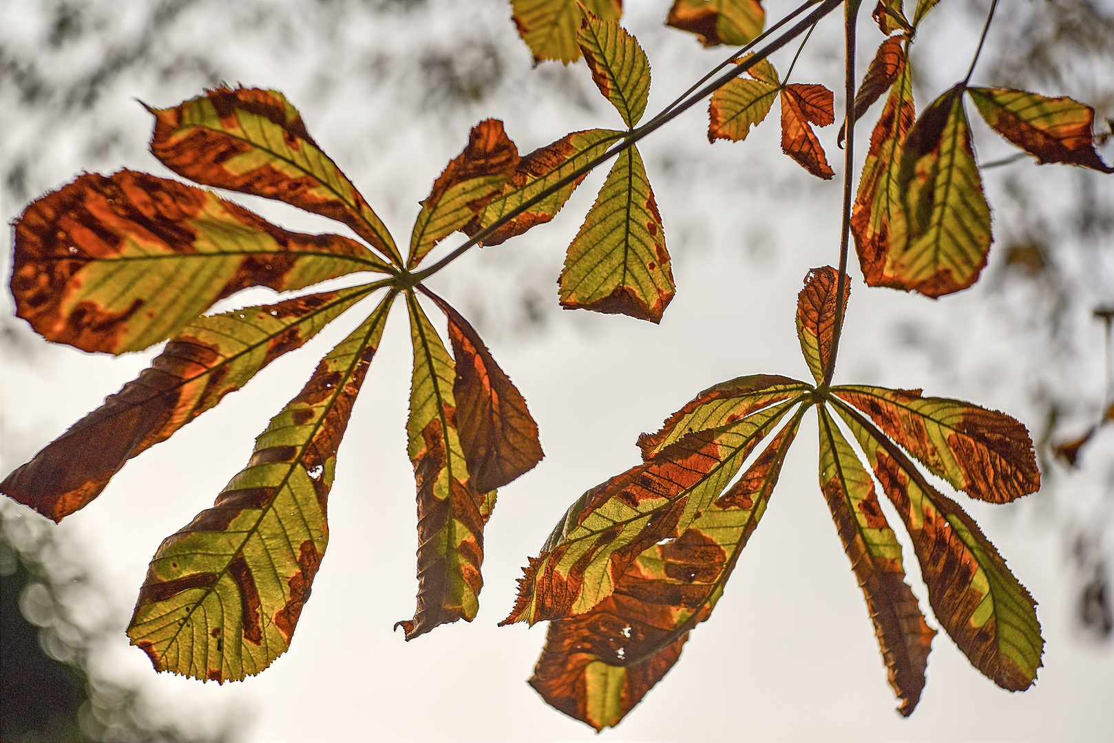 Herbstlich...