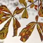 Herbstlich...