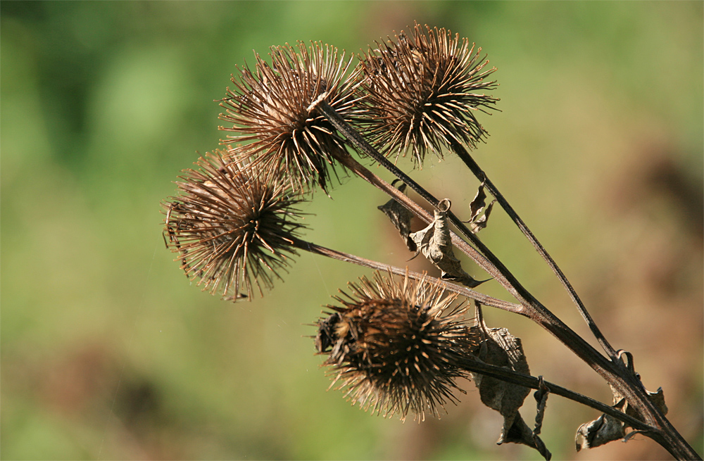 herbstlich