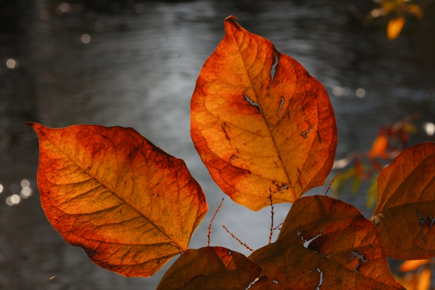 HERBSTLICH