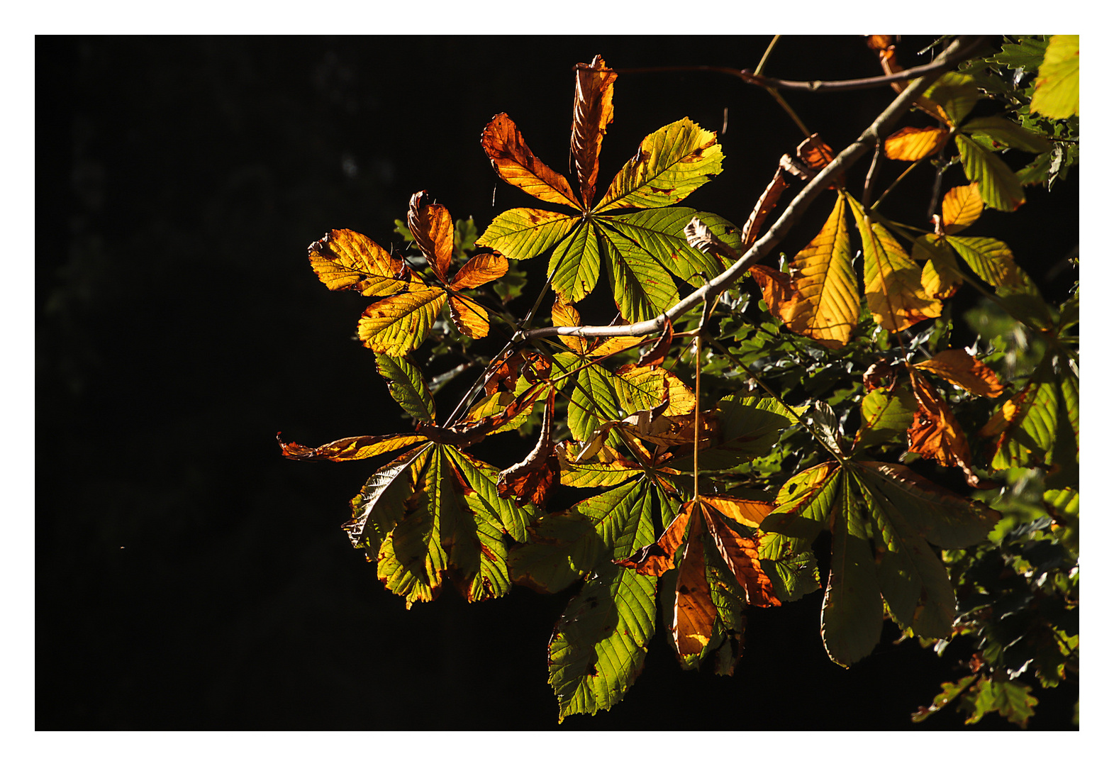 Herbstlich