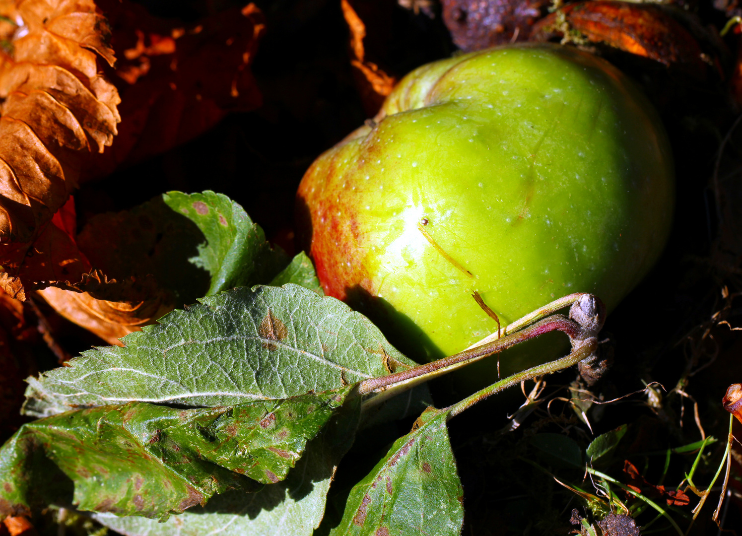 Herbstlich