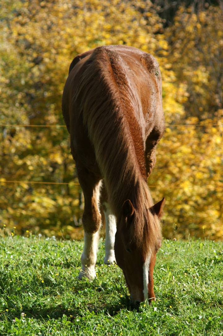 Herbstlich....