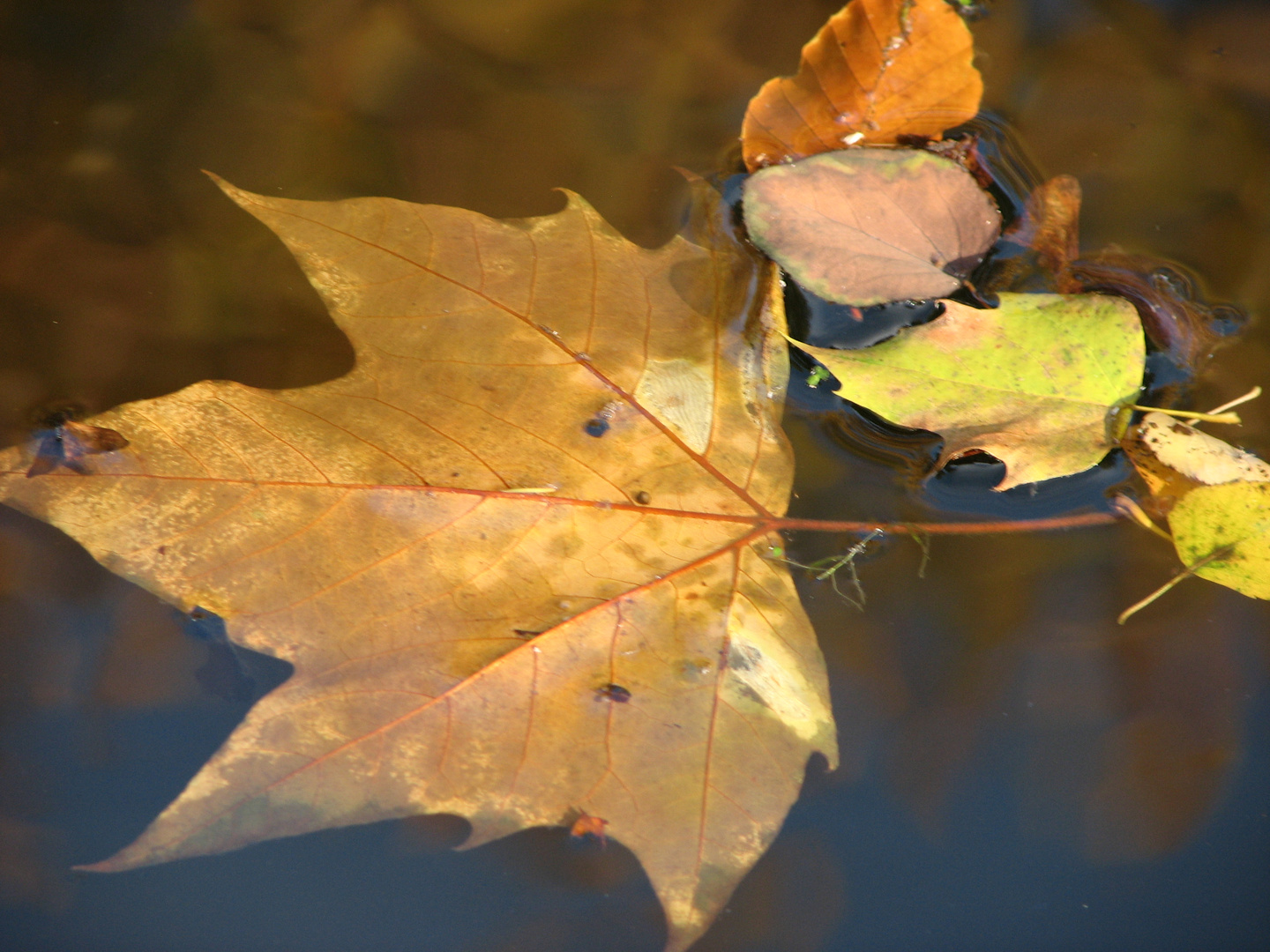 Herbstlich