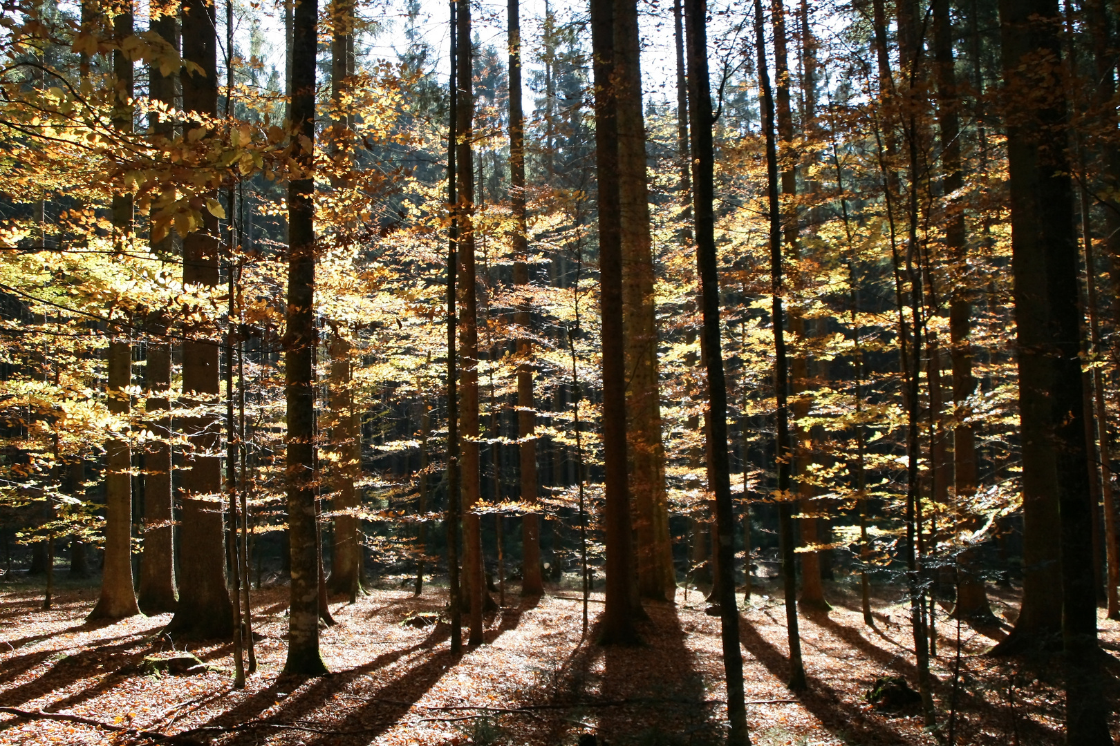 Herbstlich