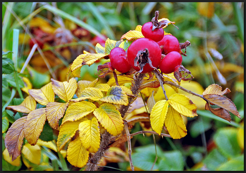 Herbstlich