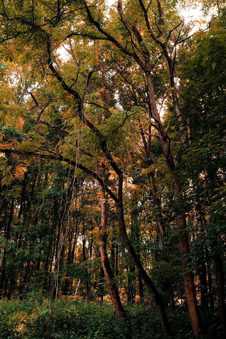 Herbstlich