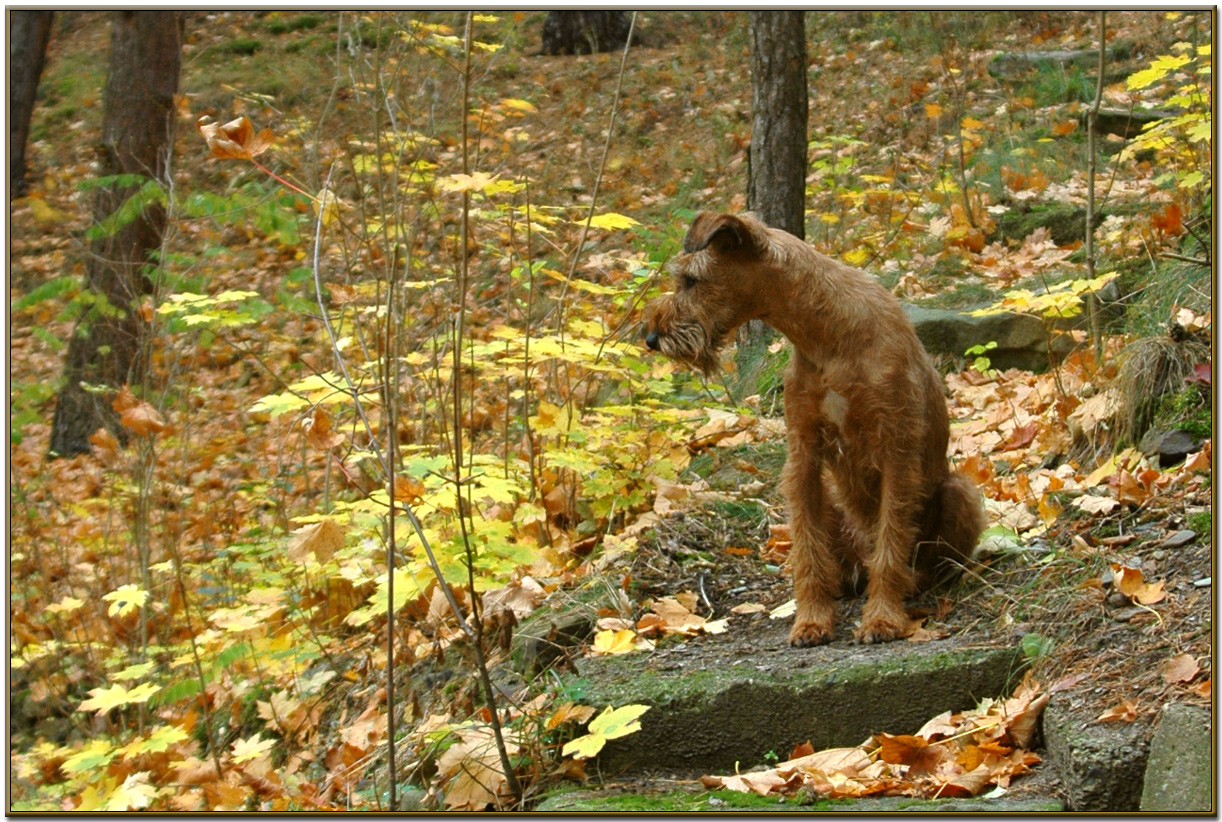 Herbstlich........