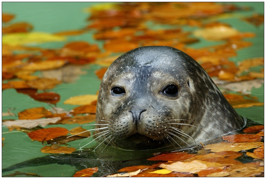 Herbstlich