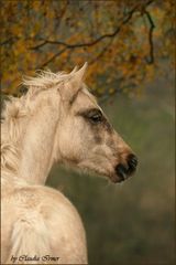 herbstlich ...