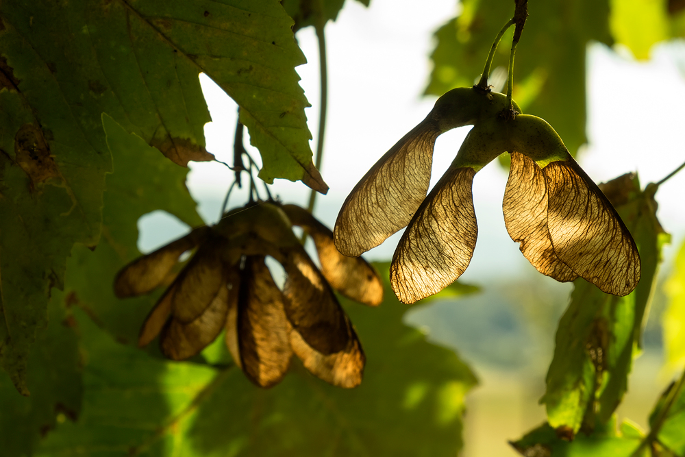 Herbstlich