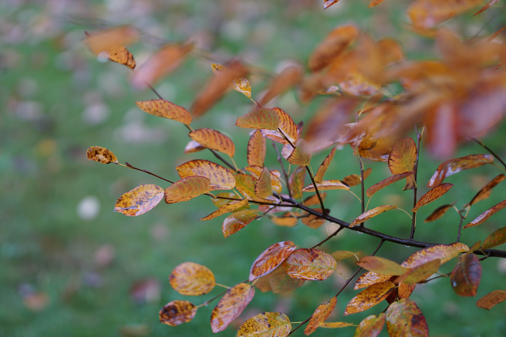 herbstlich