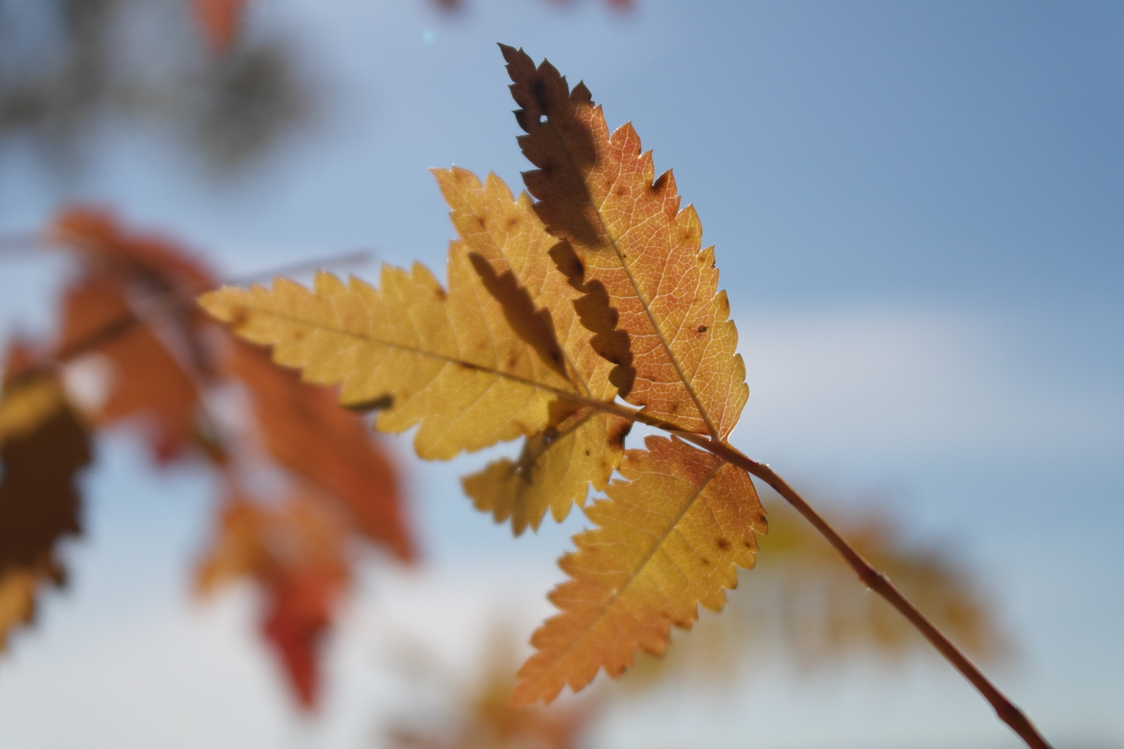 herbstlich