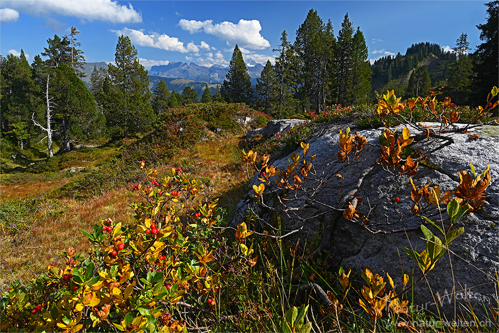 Herbstlich