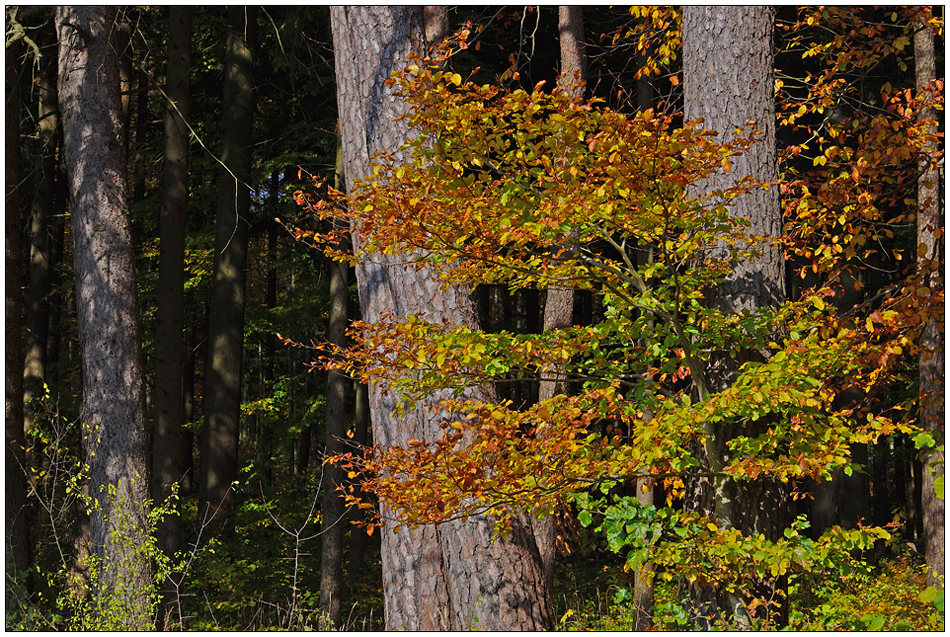 Herbstlich.