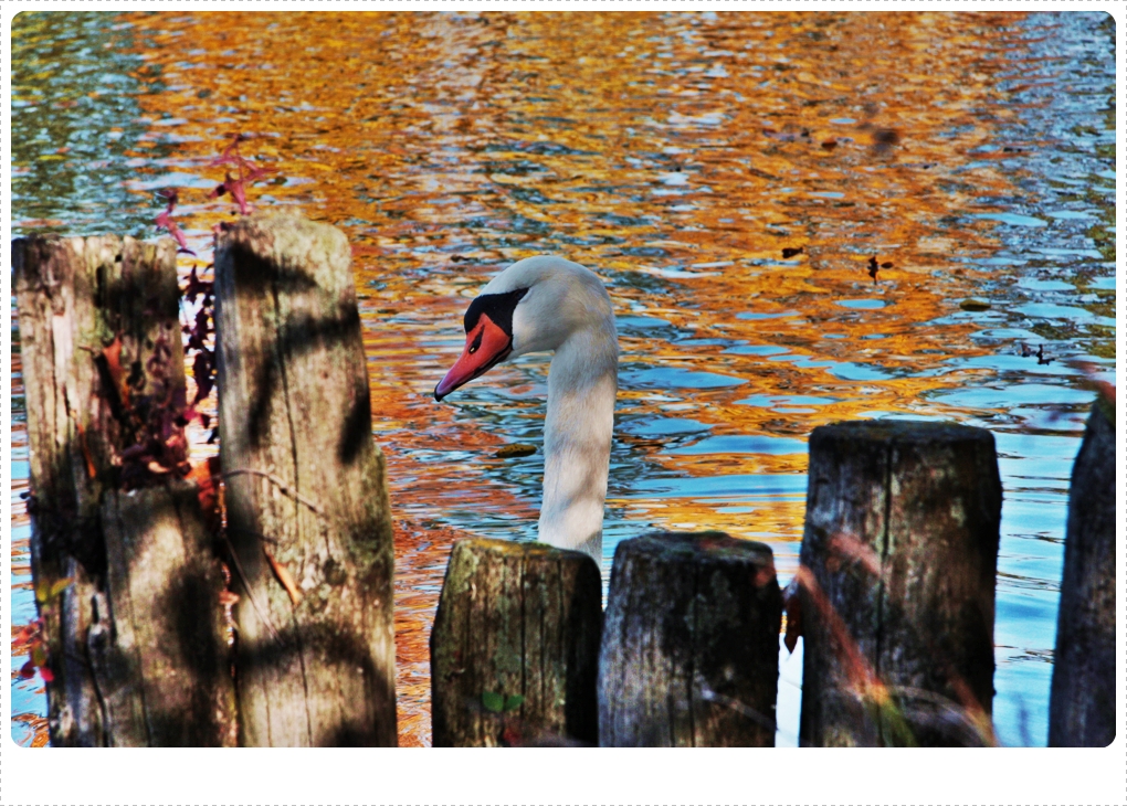 Herbstlich abgelichtet