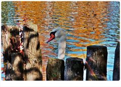 Herbstlich abgelichtet