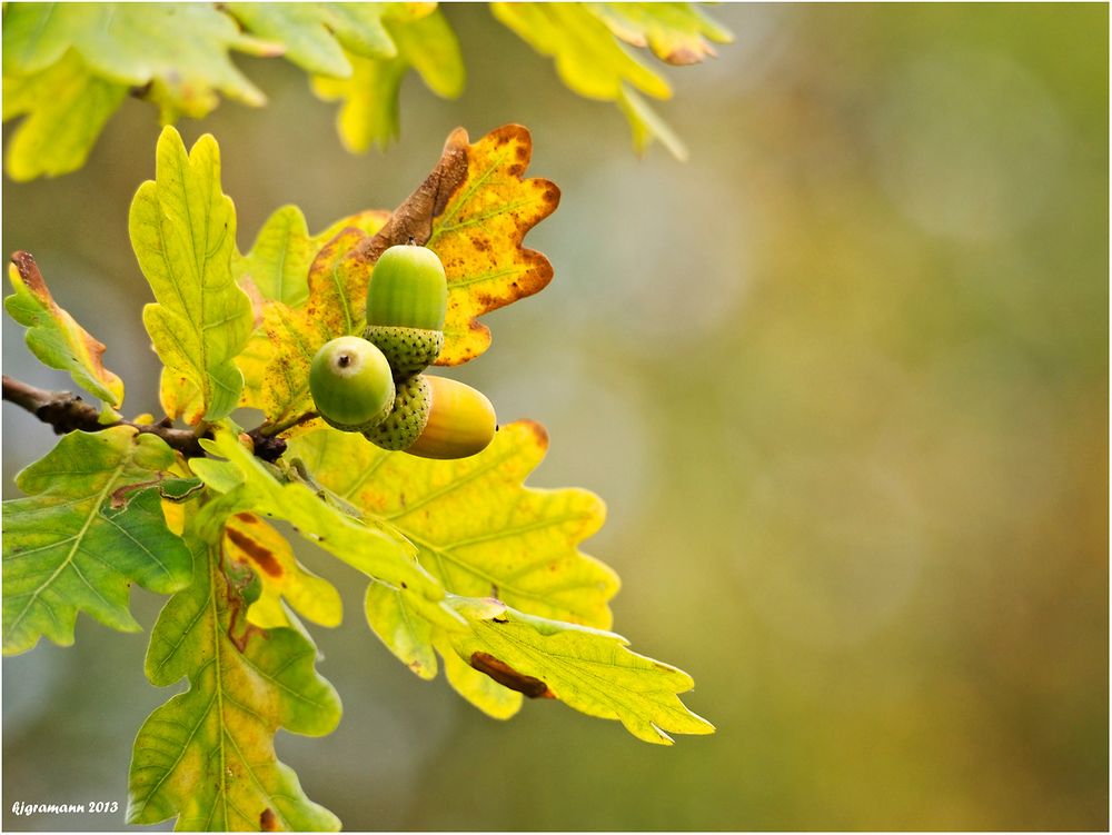 herbstlich.....