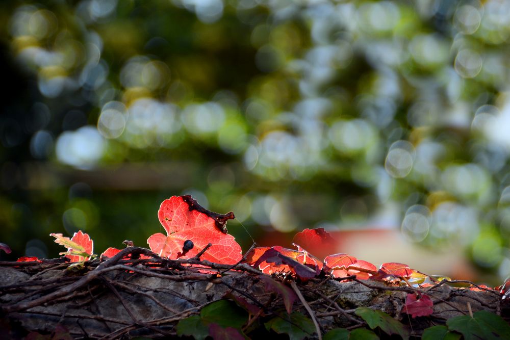 herbstlich