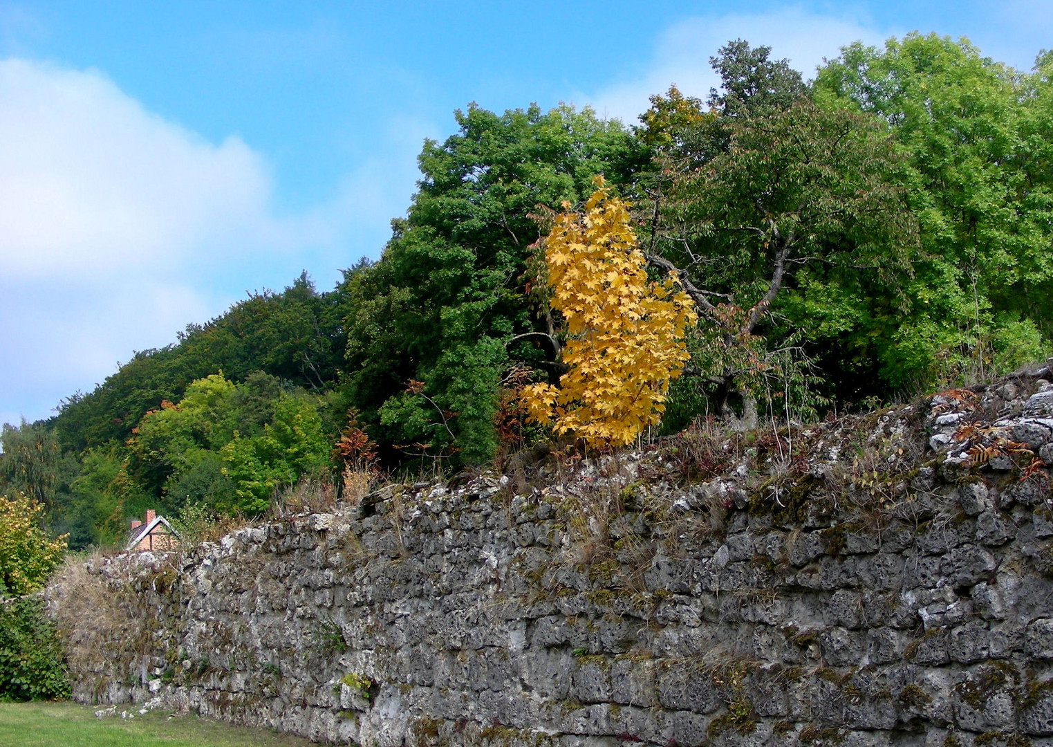 Herbstlich a.d. Mauer