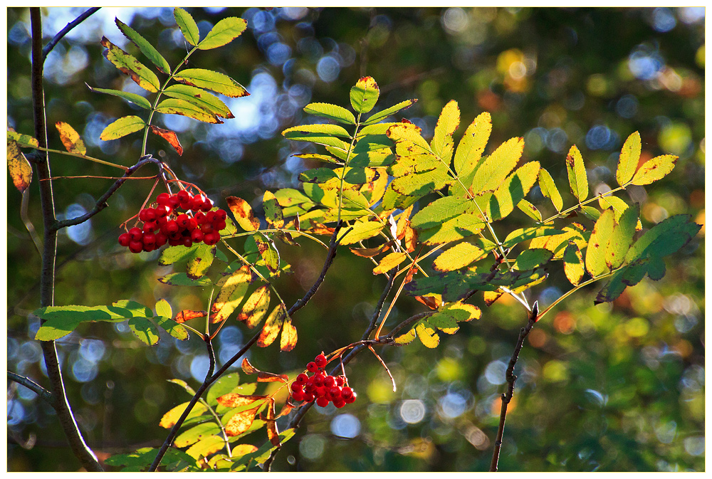 Herbstlich