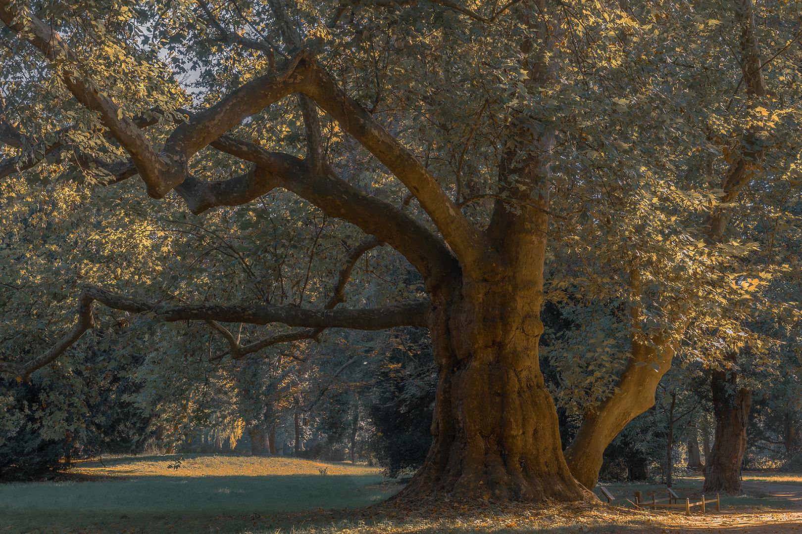herbstlich, Ahornblättrige Plantane