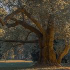 herbstlich, Ahornblättrige Plantane