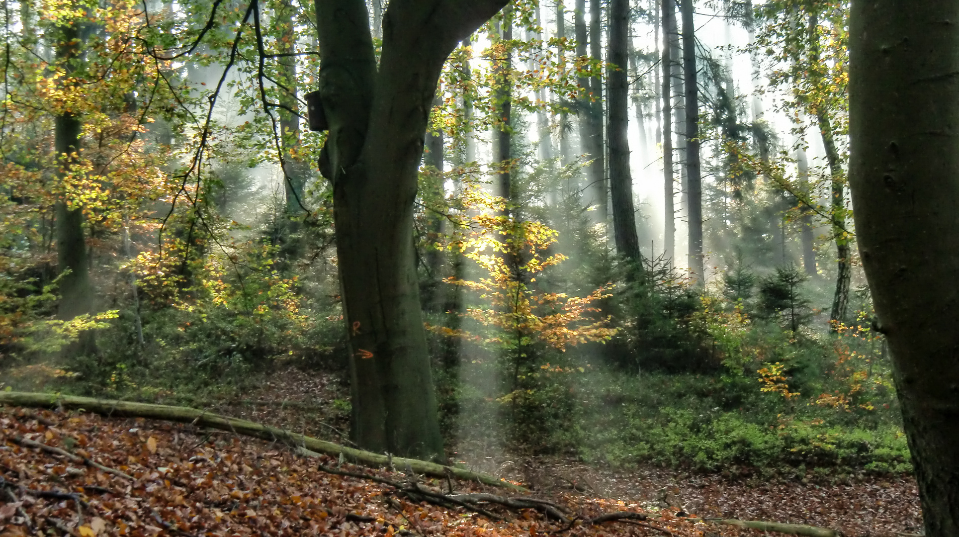 Herbstlich am Hang. 