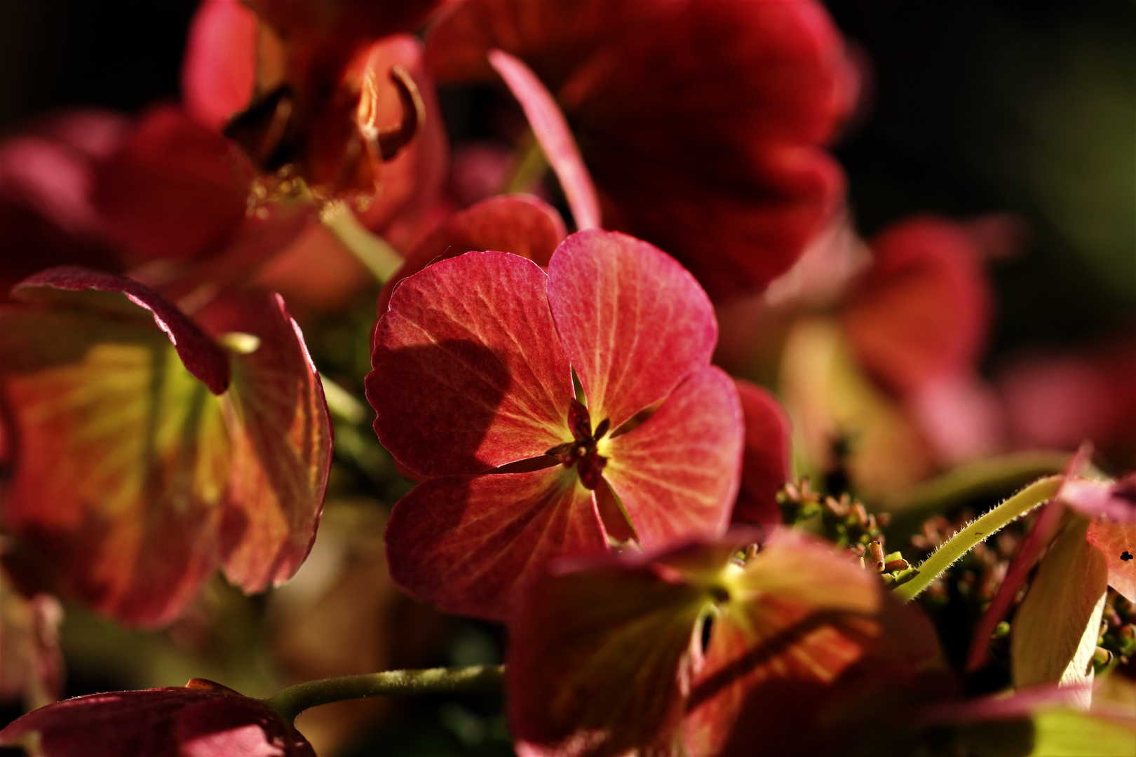 herbstlich - autmnal