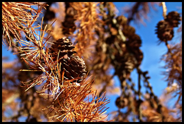 Herbstlich