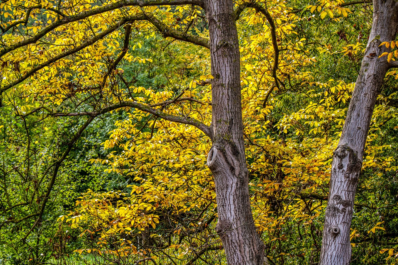 Herbstlich