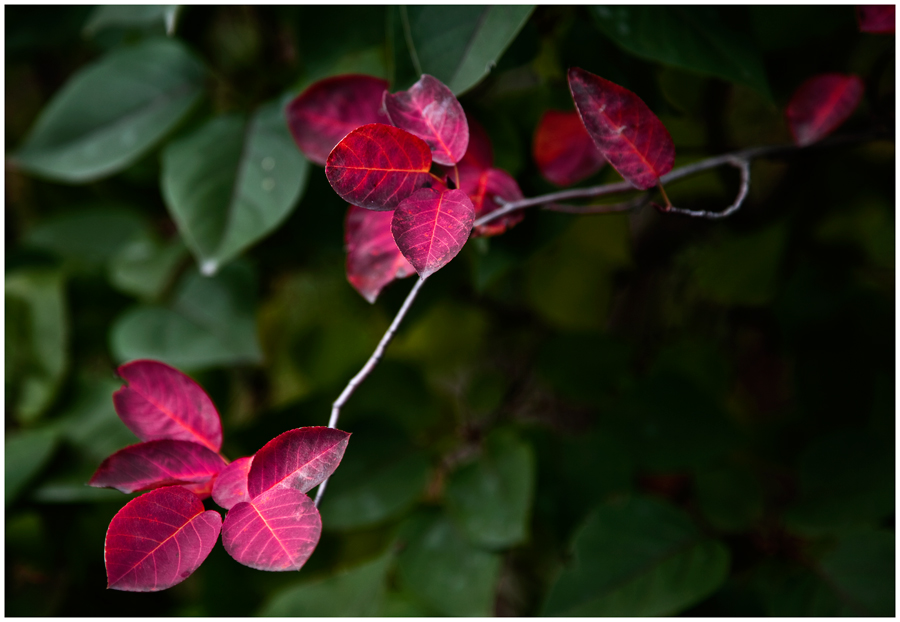 ... herbstlich ...