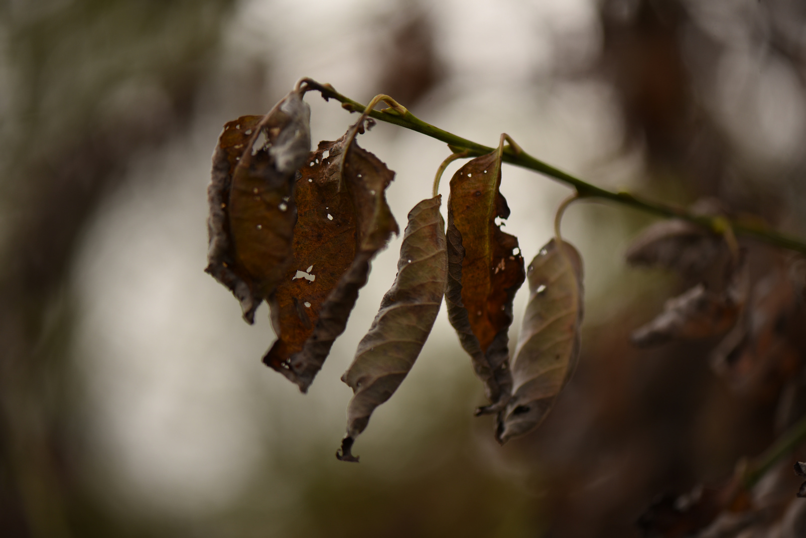 Herbstlich