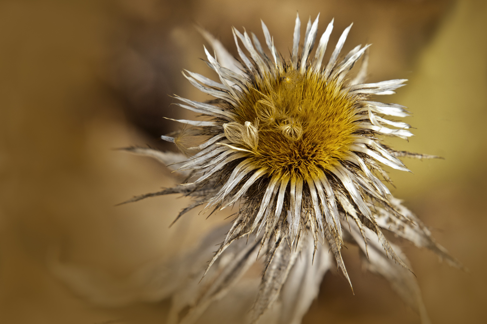 Herbstlich