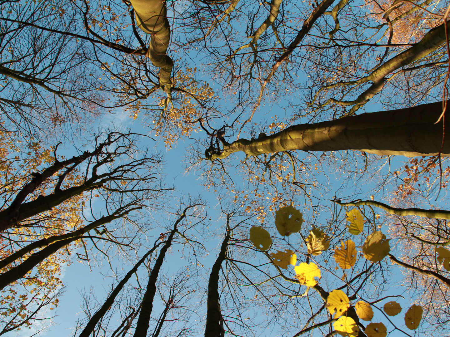 Herbstlich Blau