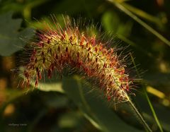 herbstlich blühender Grashalm in der Abendsonne