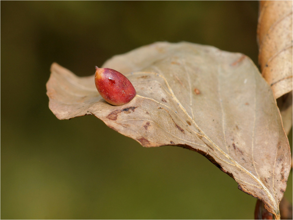 Herbstlich - Buchengallmücke - Galle