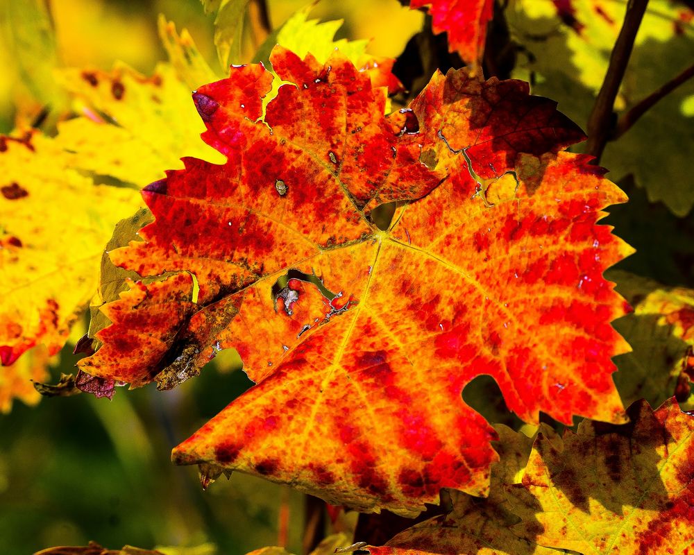 Herbstlich bunt 