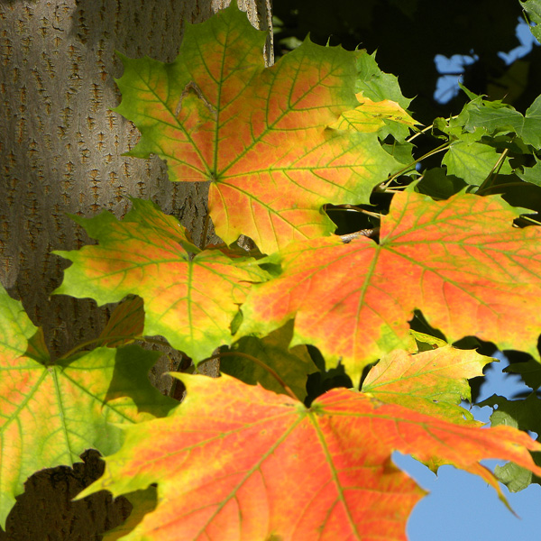 herbstlich bunt