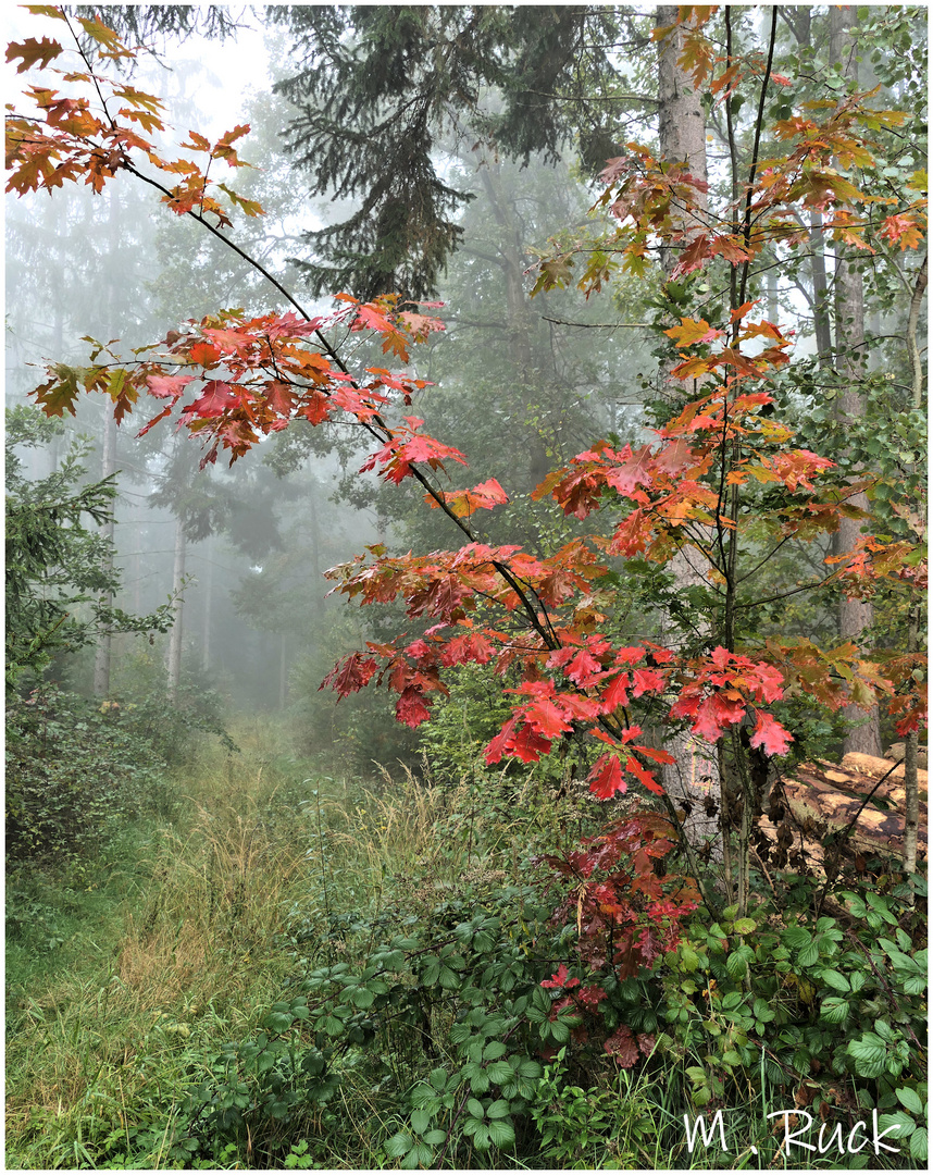 Bunte Blätter, Nebel, Wildunfälle: Der Herbst und seine Tücken – Blog