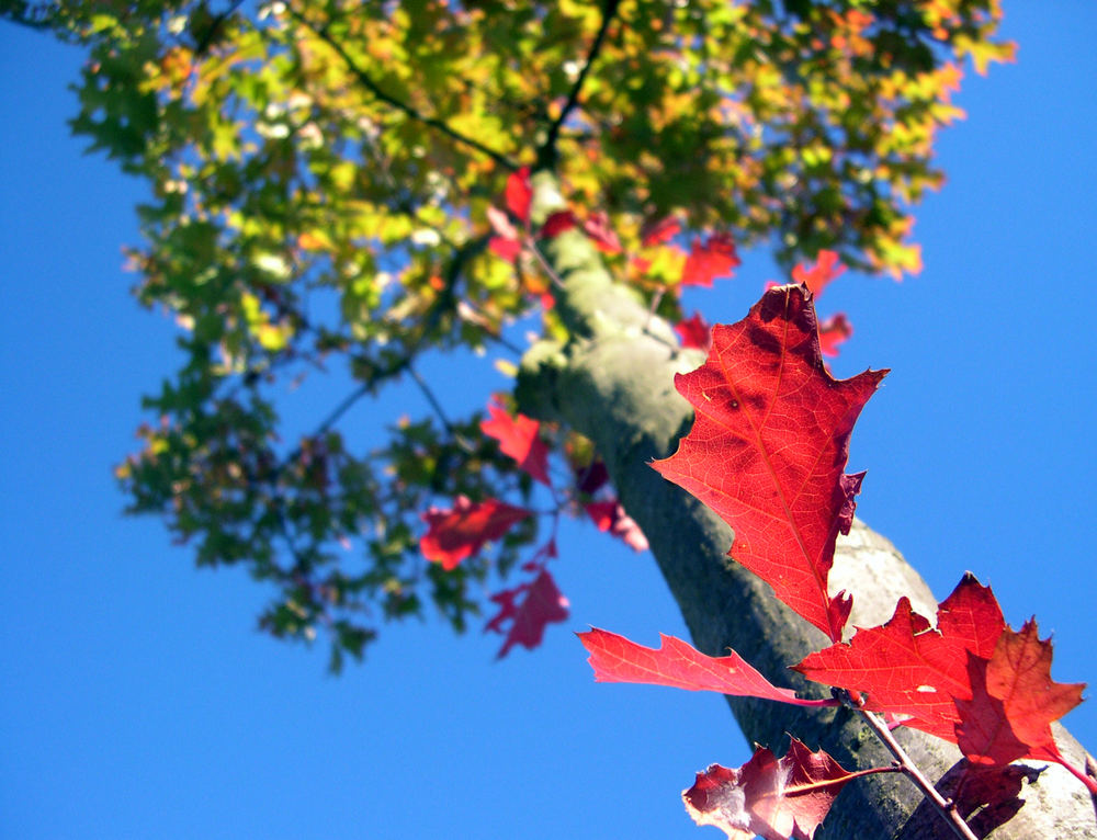 Herbstlich bunte Farben...