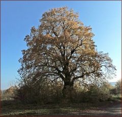 Herbstlich bunte Linde