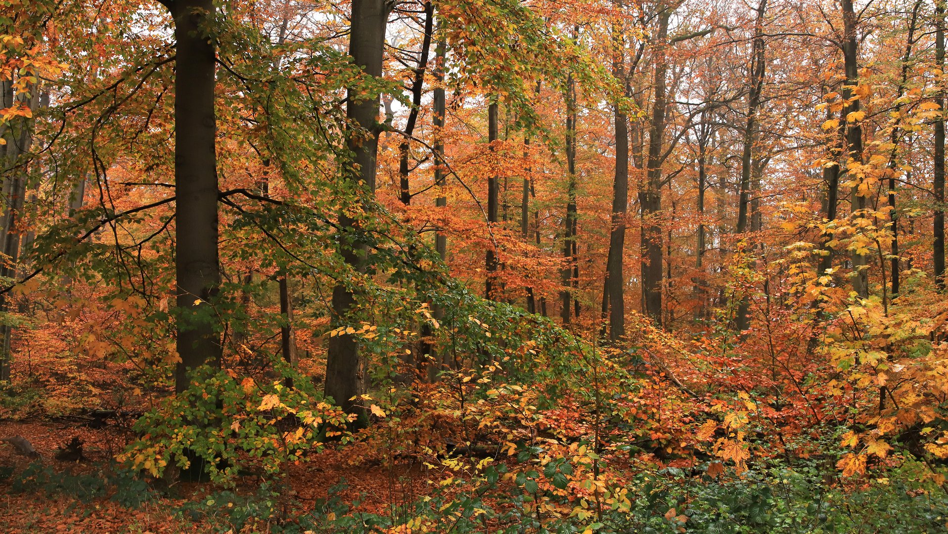Herbstlich bunter Laubmischwald im Regen