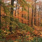 Herbstlich bunter Laubmischwald im Regen