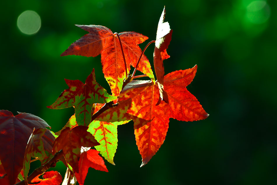 Herbstlich Buntes